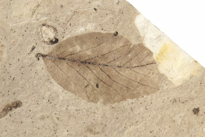 Fossil Leaf (Decodon?) - McAbee Fossil Beds, BC #221191